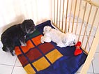 Spielecke im Hundesalon