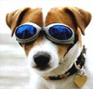 Hundesonnenbrillen von Dog-goes