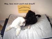 Hundewasserbett