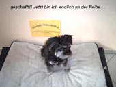 Hundewasserbett